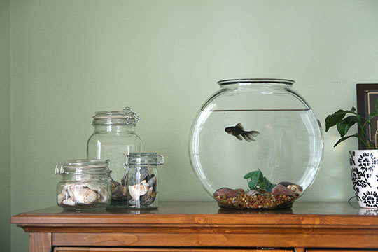 fishbowl1