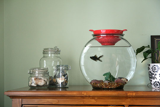 fishbowl4